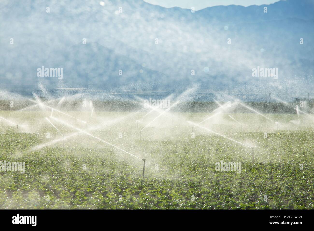 Irrigation system in function watering agricultural plants Stock Photo