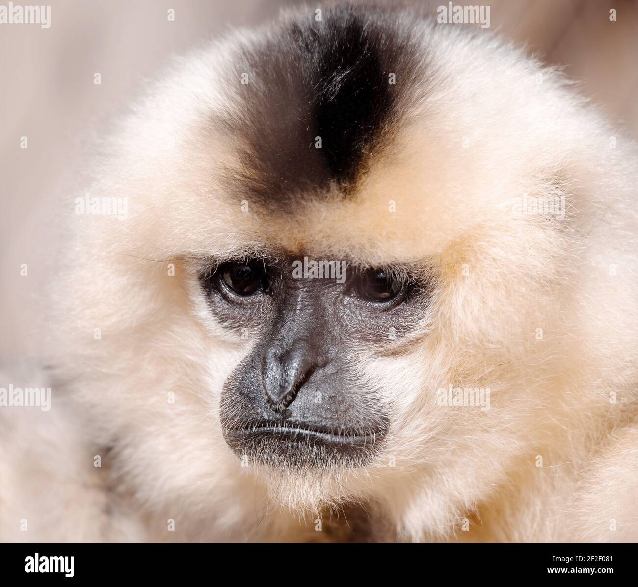 Primate Yellowcheeked gibbon (Nomascus gabriellae), close up portrait