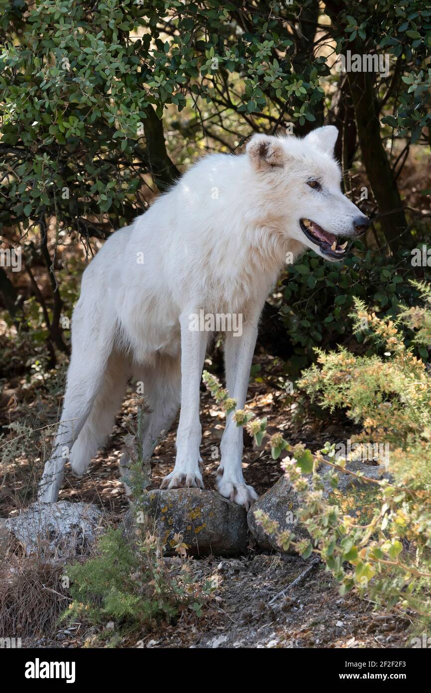 alaskan tundra wolf