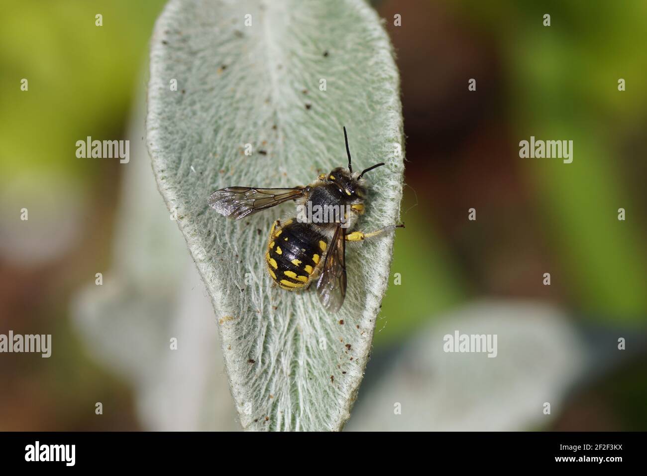 European wool carder bee (Anthidium manicatum) family Megachilidae, the leaf-cutter bees or mason bees on a hairy leaf of lamb's-ear Stock Photo