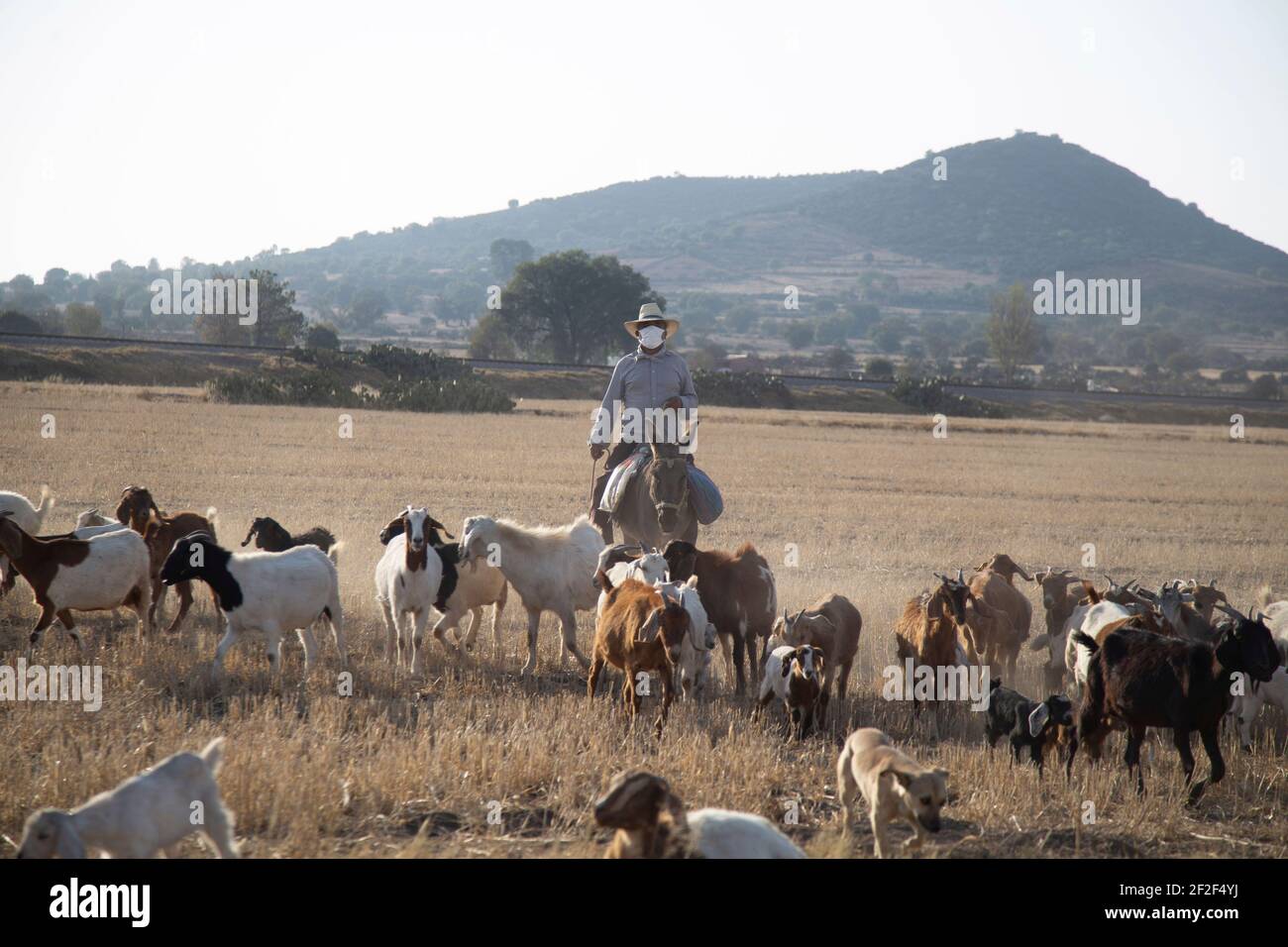 TEOTIHUACAN, MEXICO - MARCH 10: A rancher wears a protective mask, while taking his goats out to the field to grazing amid pandemic, in a town near the archaeological zone of Teotihuacan, located in the Metropolitan Area of Mexico City, usually the cattle is  used to help keep the land clean, in a enclosed tracts of farmland on March 10, 2021 in Teotihuacan, Mexico. Credit: Ricardo Castelan Cruz/Eyepix Group/The Photo Access Stock Photo