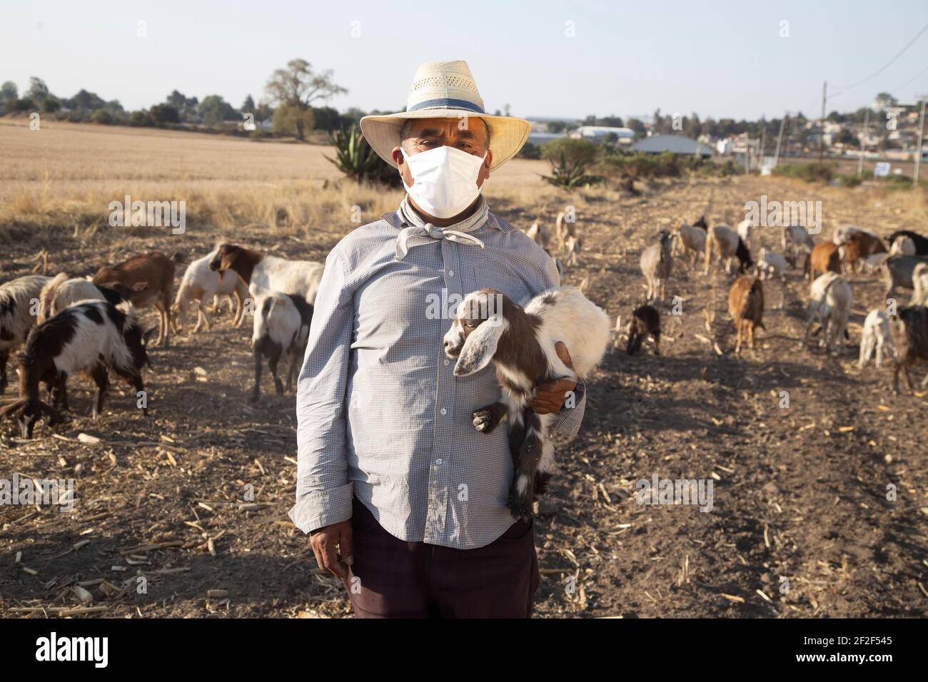 TEOTIHUACAN, MEXICO - MARCH 10: A rancher wears a protective mask, while taking his goats out to the field to grazing amid pandemic, in a town near the archaeological zone of Teotihuacan, located in the Metropolitan Area of Mexico City, usually the cattle is  used to help keep the land clean, in a enclosed tracts of farmland on March 10, 2021 in Teotihuacan, Mexico. Credit: Ricardo Castelan Cruz/Eyepix Group/The Photo Access Stock Photo