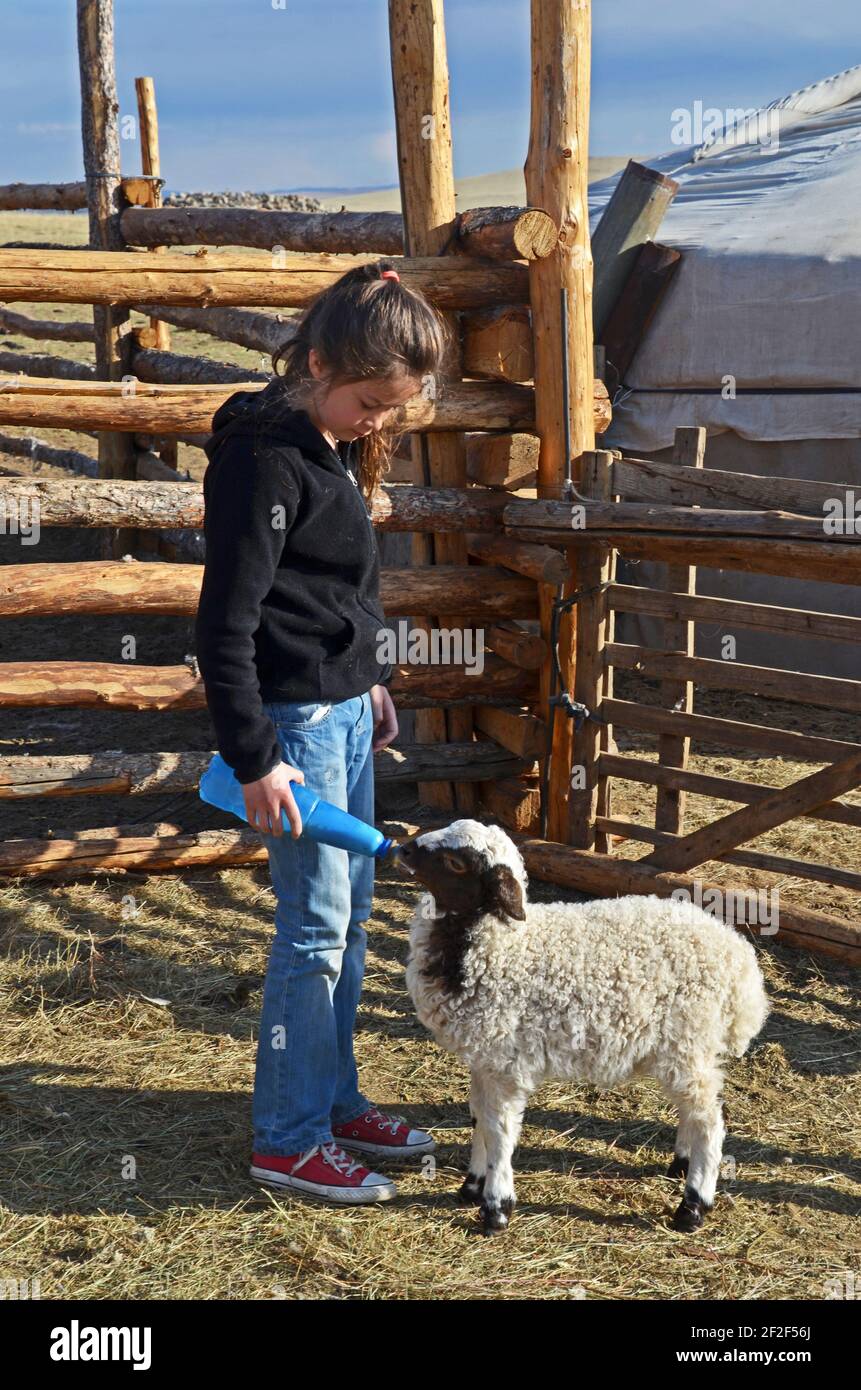 A tourist bottle-feeds a lamb, Mongolia Stock Photo - Alamy