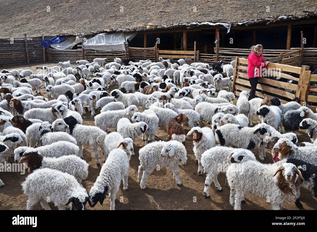 A tourist stands in a pen with a mixed flock of lambs and cashmere goat ...