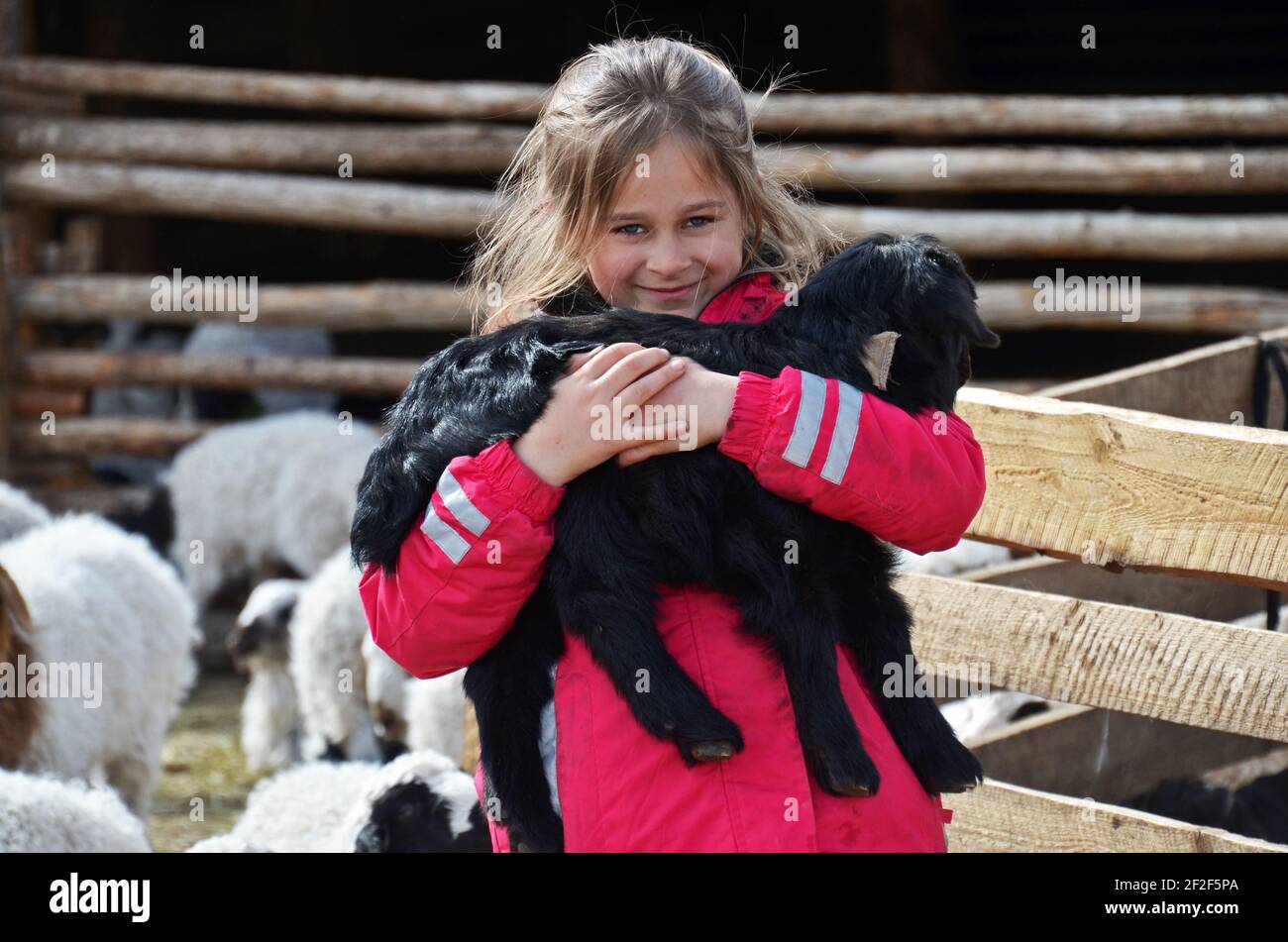 A young tourist poses with a lamb, Mongolia Stock Photo - Alamy