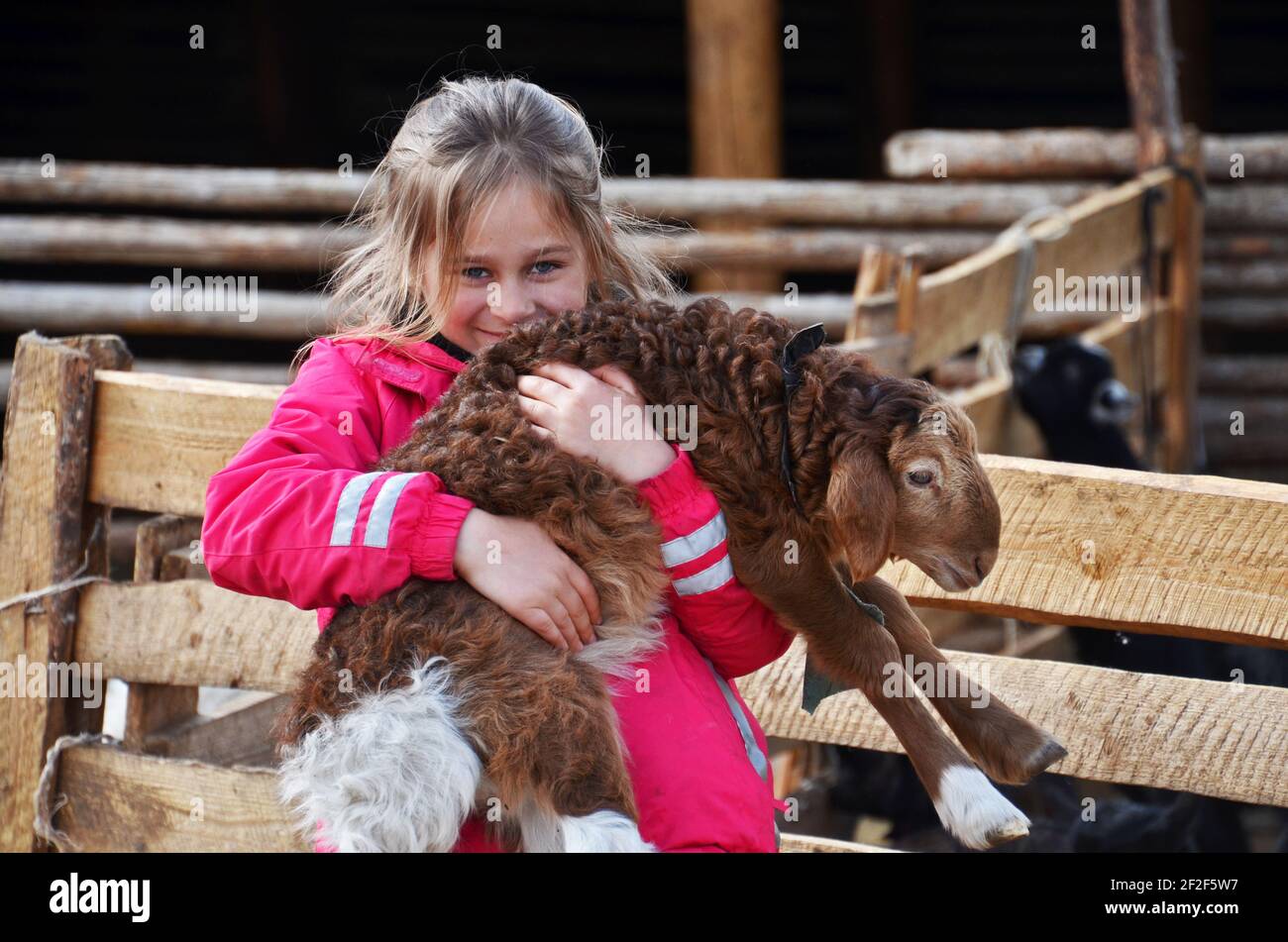 Mongolian lamb hi-res stock photography and images - Alamy