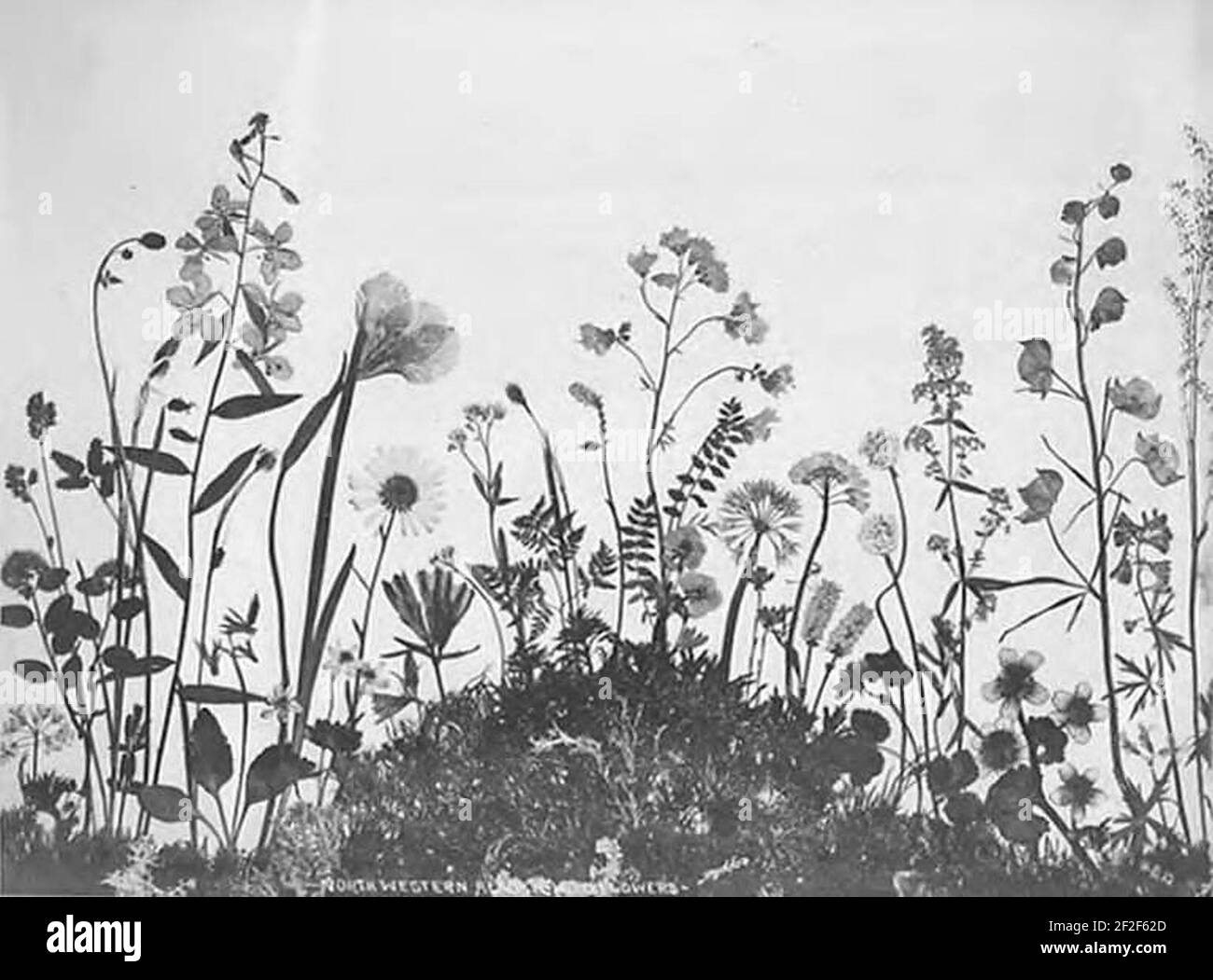 Pressed flowers historic hires stock photography and images Alamy