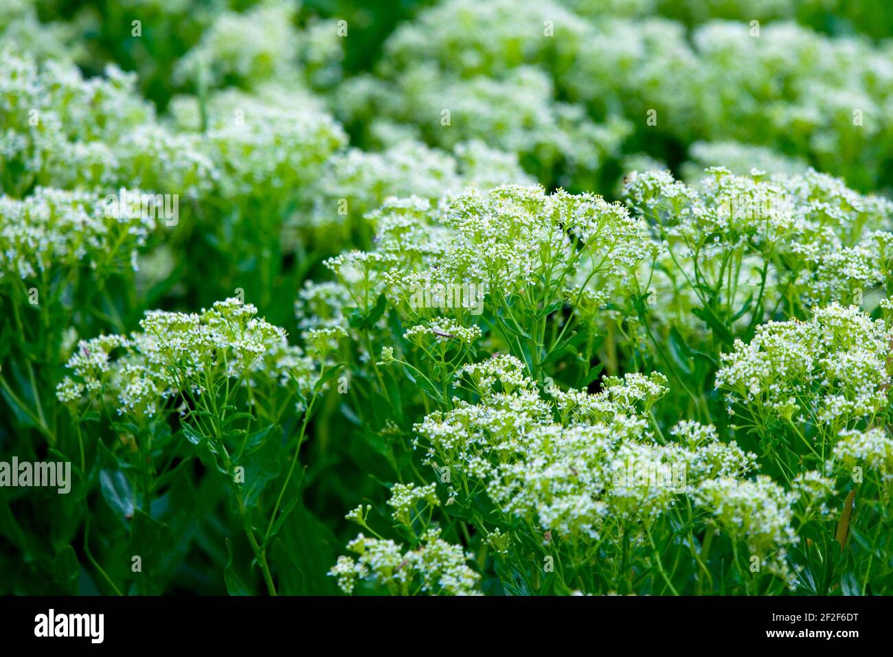 Natural meadow wild plants hi-res stock photography and images - Alamy