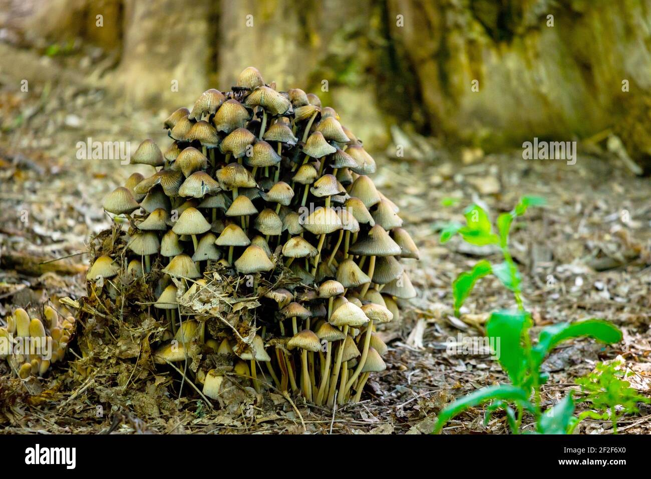 Many dangerous inedible mushrooms grow on a tree stump in a forest ...