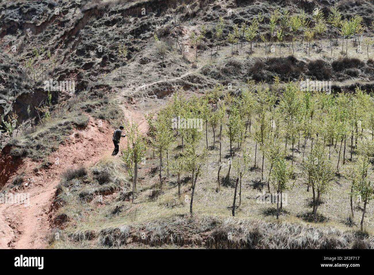 China tree planting qinghai hires stock photography and images Alamy