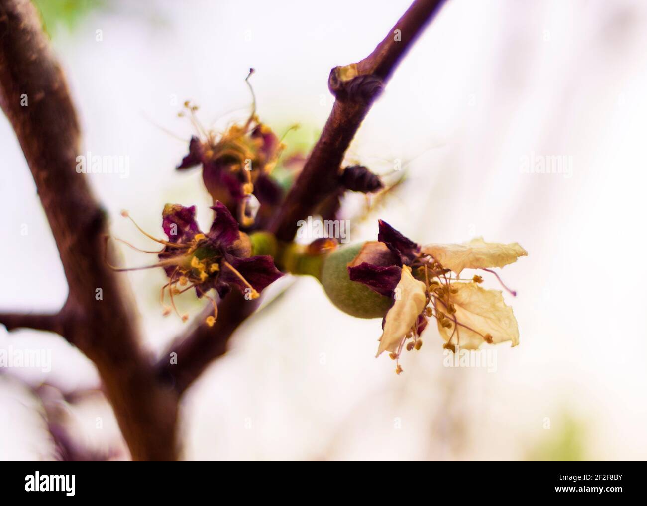 Spring peach blossoms in Pretoria, South Africa. August 2016 Stock