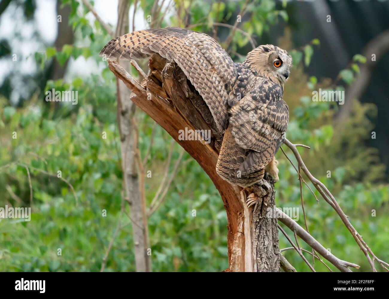 A Eurasian Eagle Owl or Eagle Owl. Land on a stump. With spread wings ...