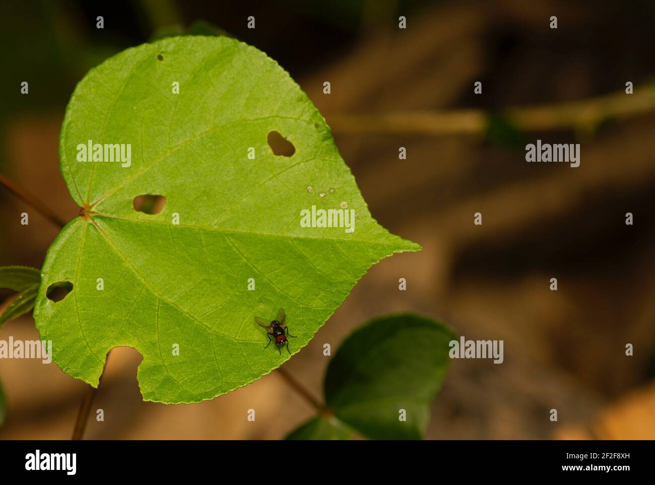 A Hibiscus tiliaceus leaf with many holes and a fly, in shallow focus Stock Photo