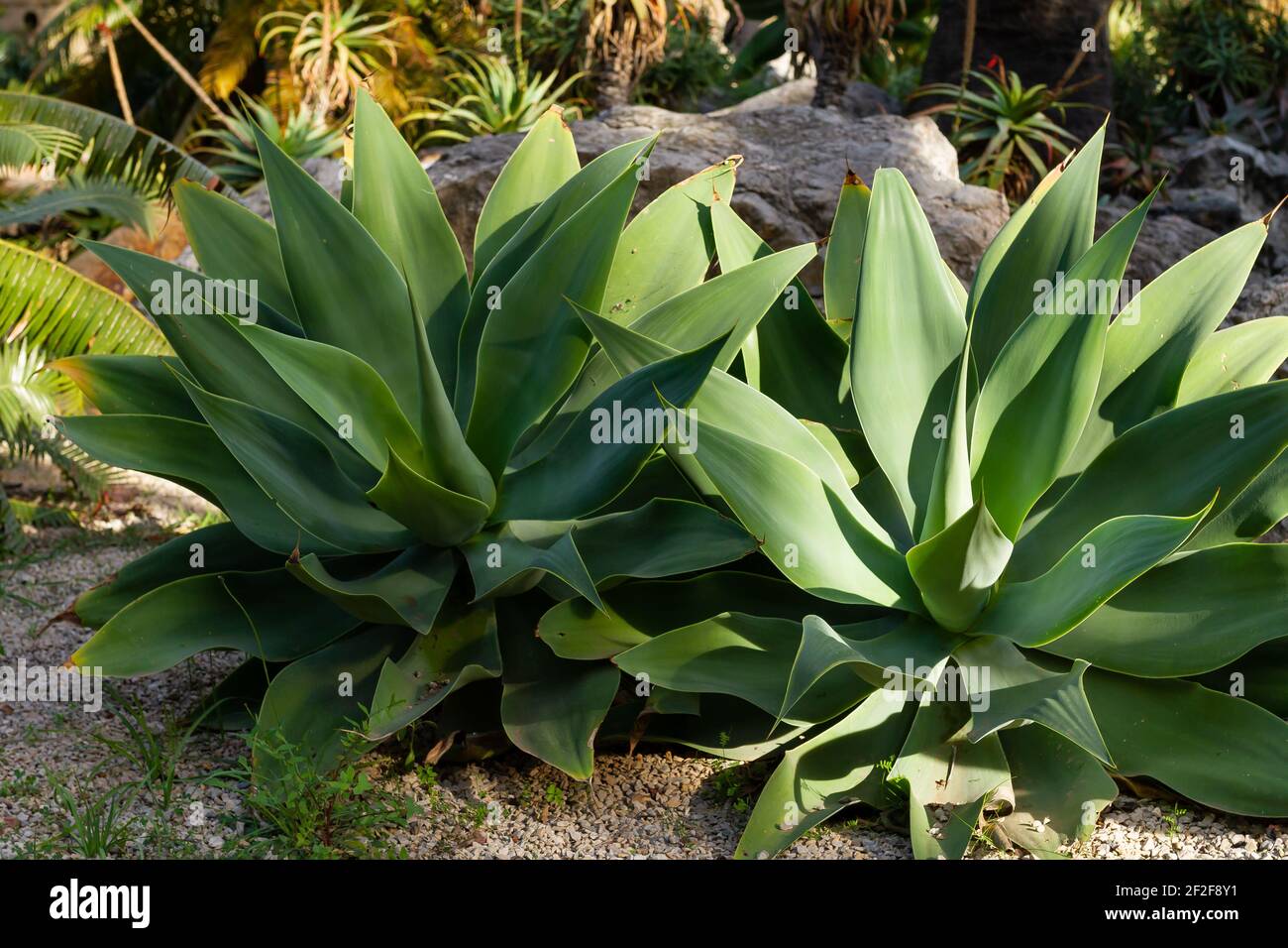 A closeup shot of Foxtail (Agave attenuata) plants in the botanical garden Stock Photo
