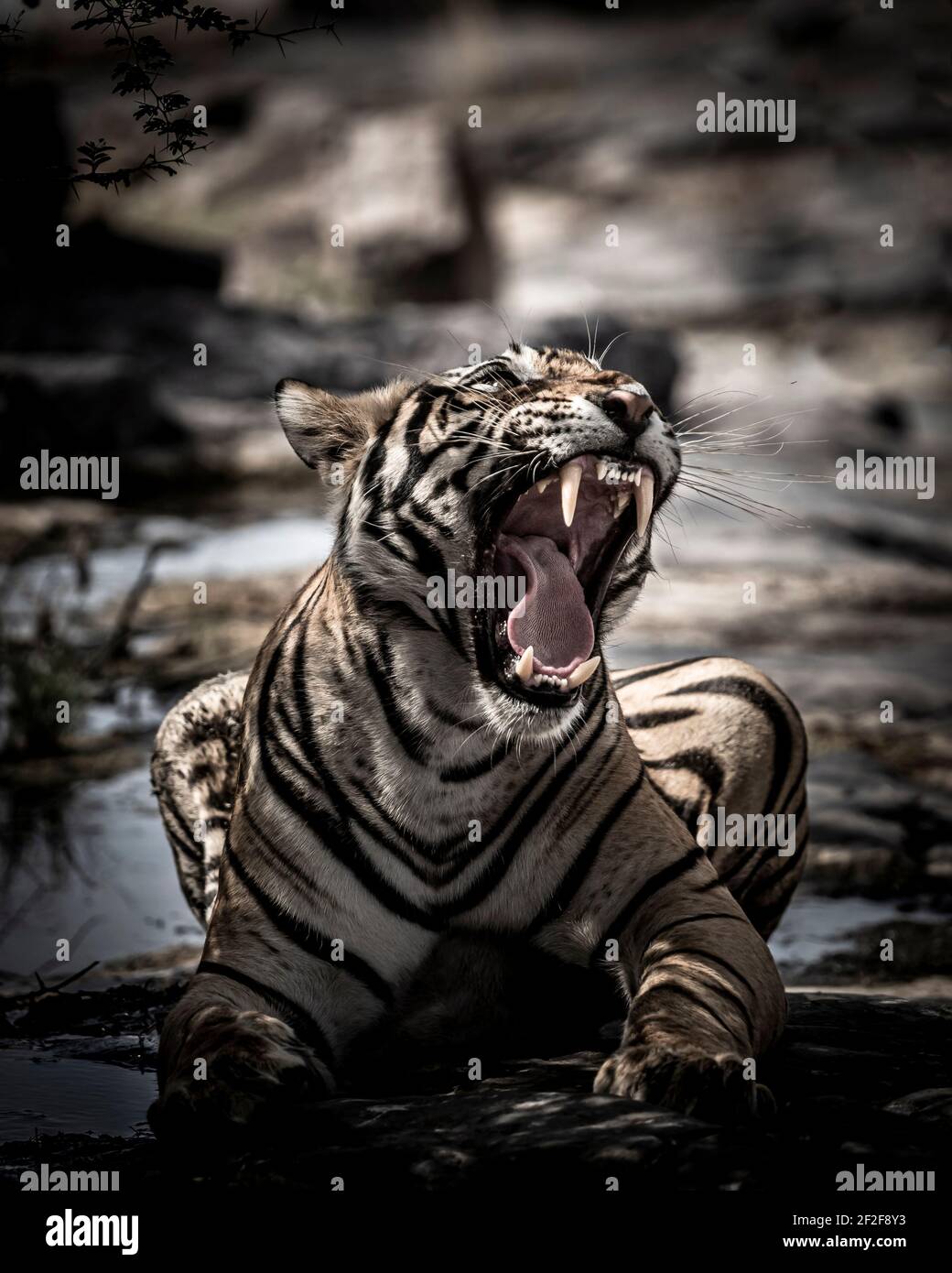 Fine art portrait of Indian wild royal bengal male tiger with roar and yawn at ranthambore national park or tiger reserve sawai madhopur india Stock Photo