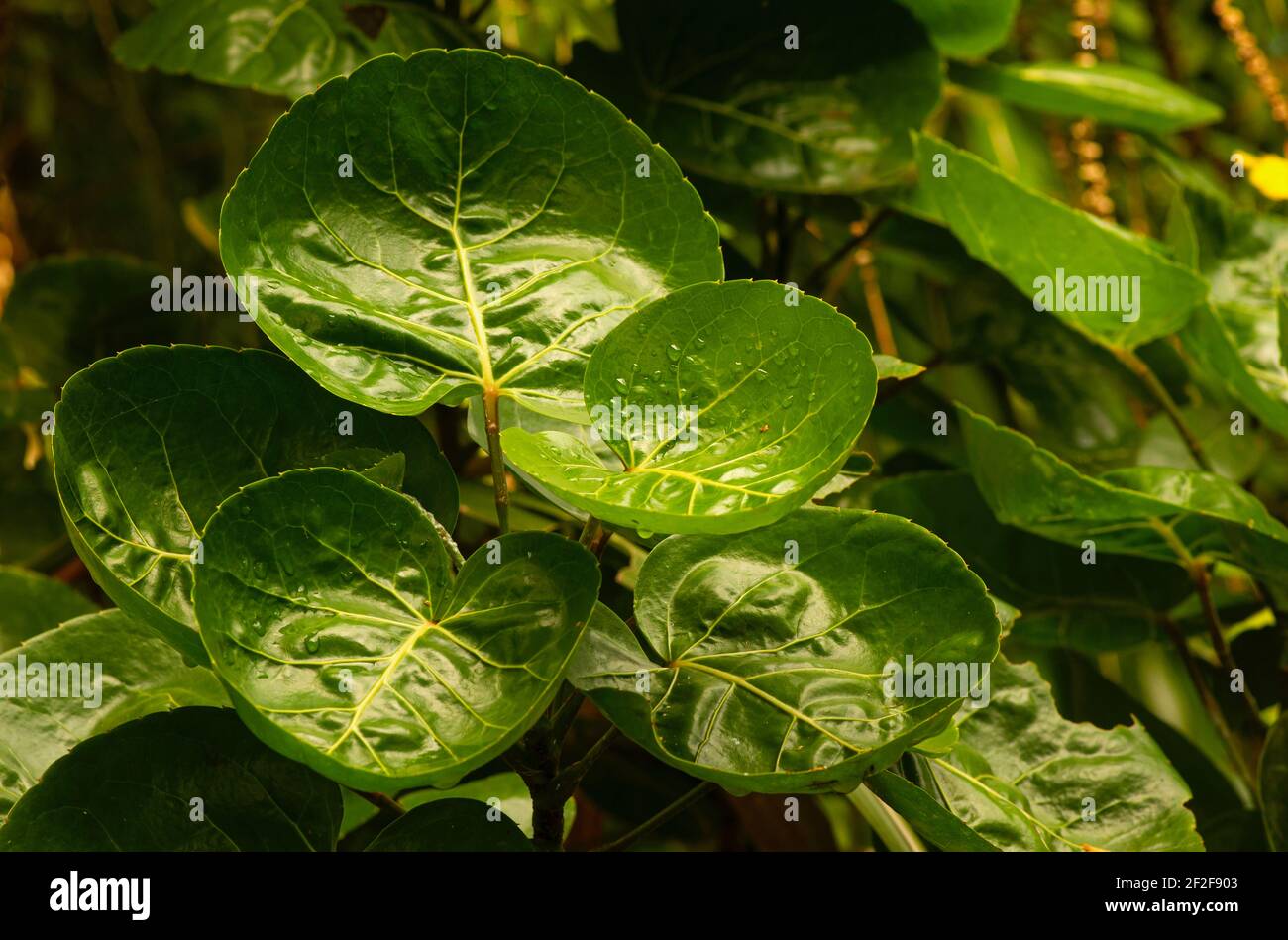A plum aralia leaf (Polyscias scutellaria), a popular garden ornamental and medicinal plant in Indonesia Stock Photo