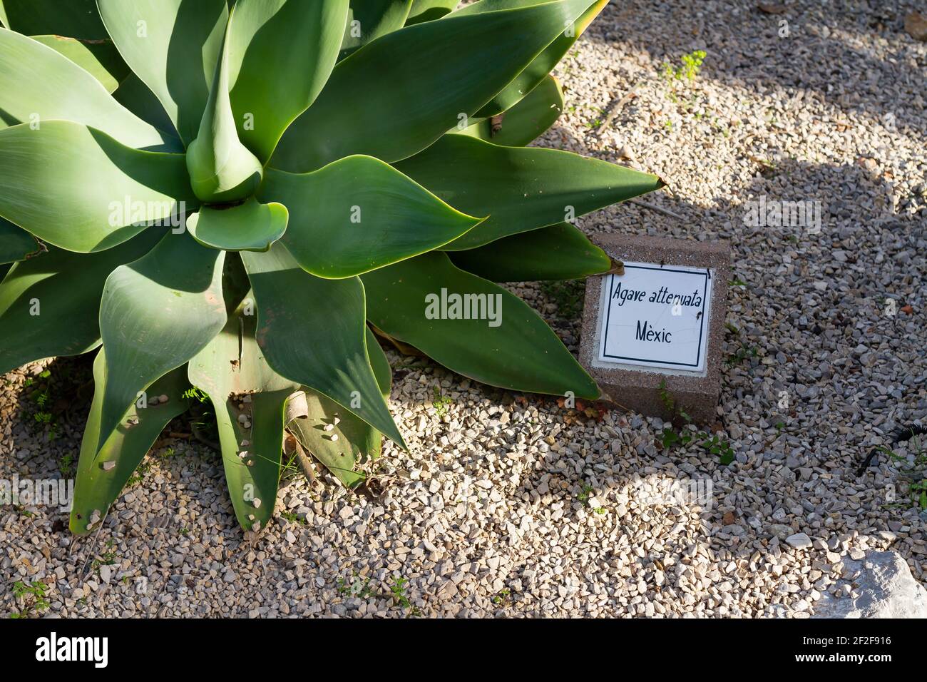A closeup shot of Foxtail (Agave attenuata) plant with its name on the stone in the botanical garden Stock Photo