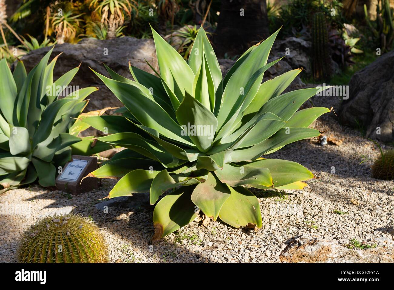 A closeup shot of Foxtail (Agave attenuata) plants and a cactus in the botanical garden Stock Photo