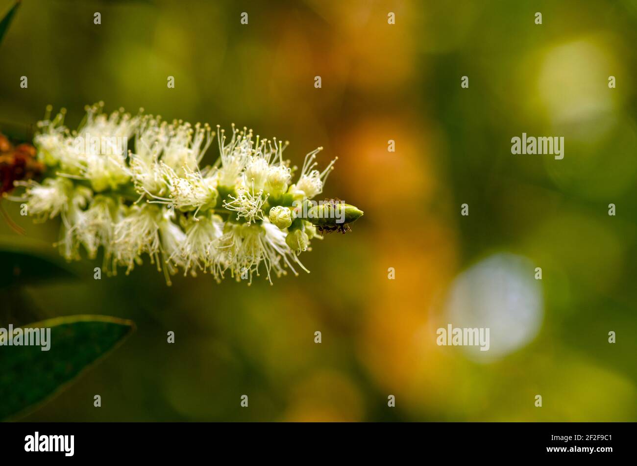 Melaleuca cajuputi flower and ants, in shallow focus Stock Photo
