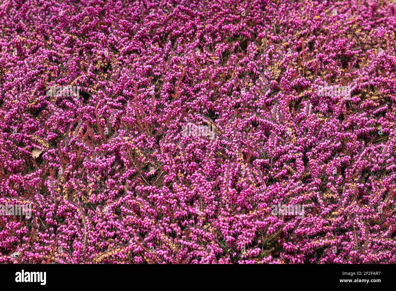 Close up of pink heather flowers in full bloom Stock Photo