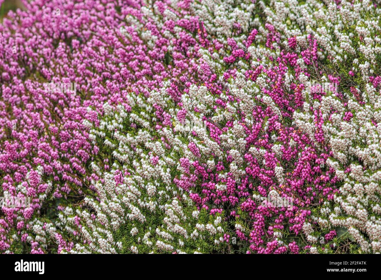 Close up of pink heather flowers in full bloom Stock Photo