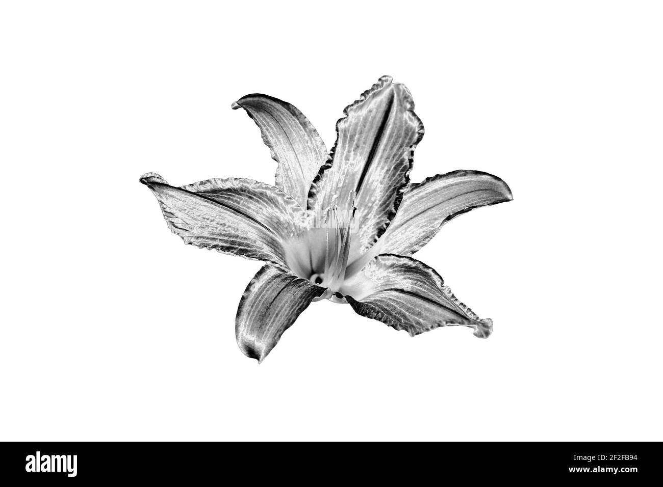 Pen & Ink stippling illustration of a Day Lily Stock Photo - Alamy