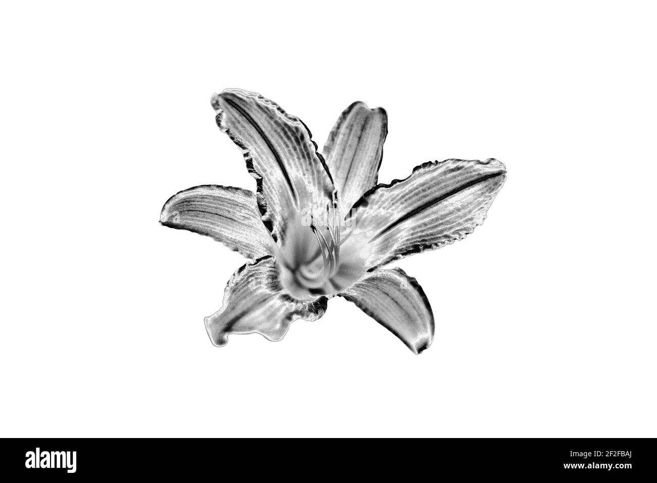 Pen & Ink stippling illustration of a Day Lily Stock Photo - Alamy