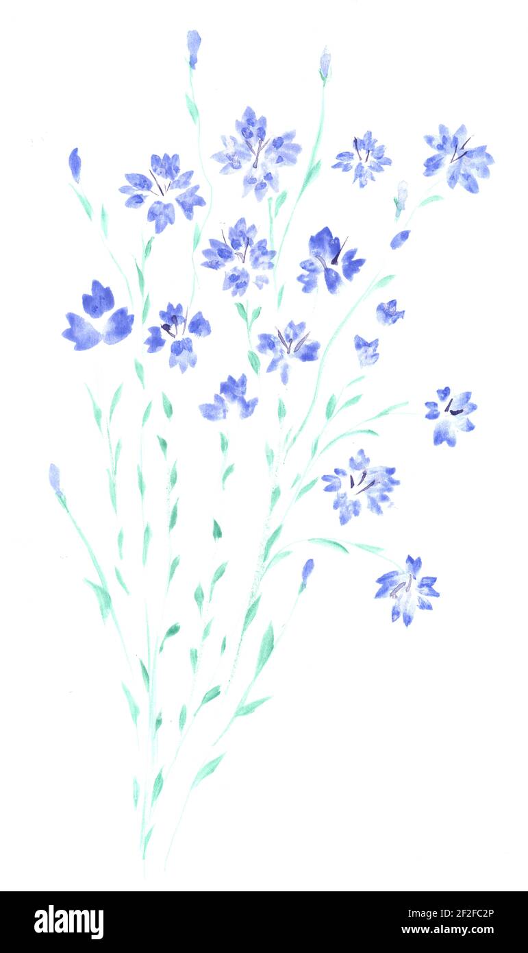 Watercolor Painting Blue Flowers Forget Me Not Flower Illustration Stock Photo Alamy