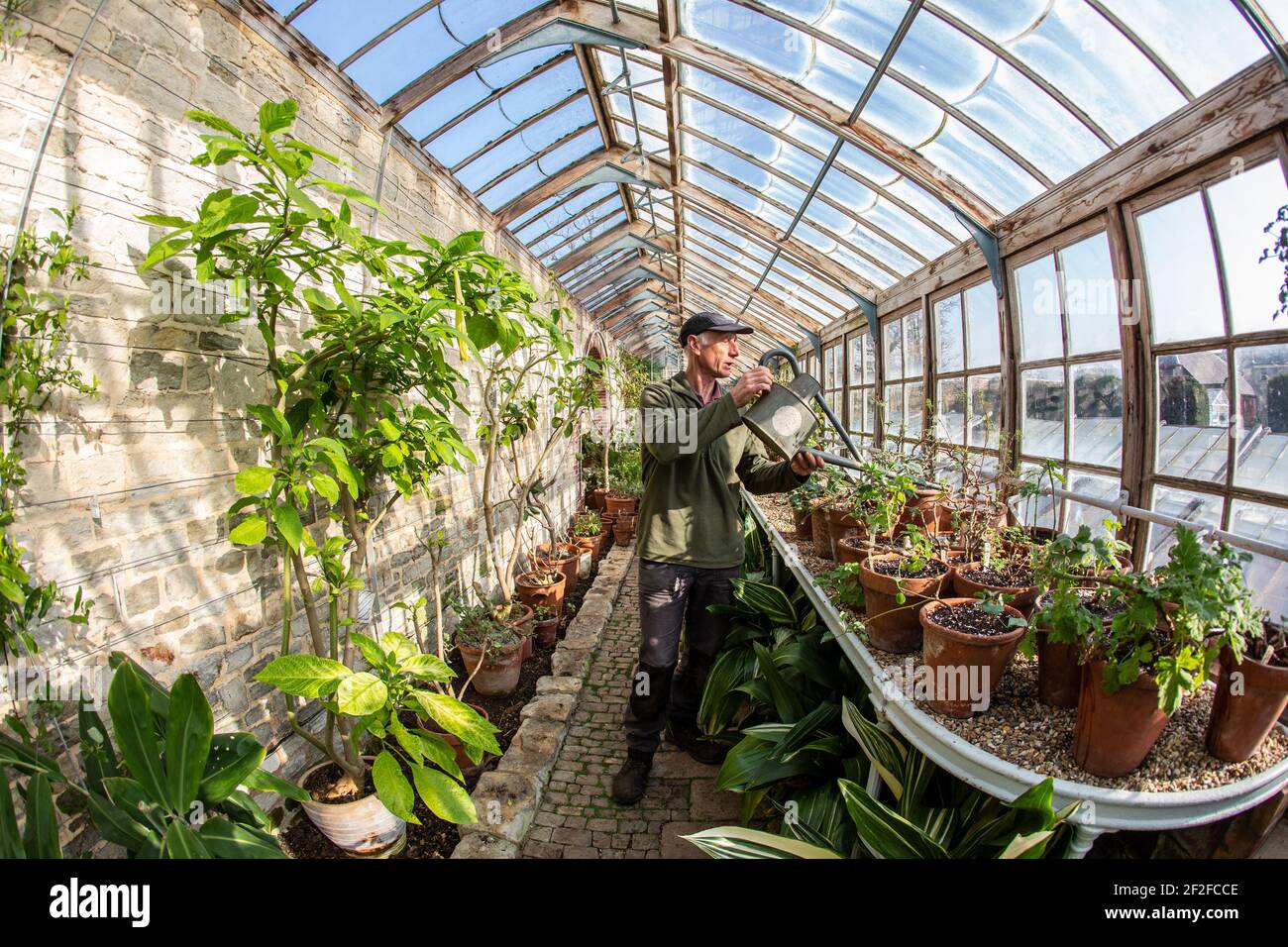 Head gardener, Andrew Humphris at Parham House and Gardens, waters the