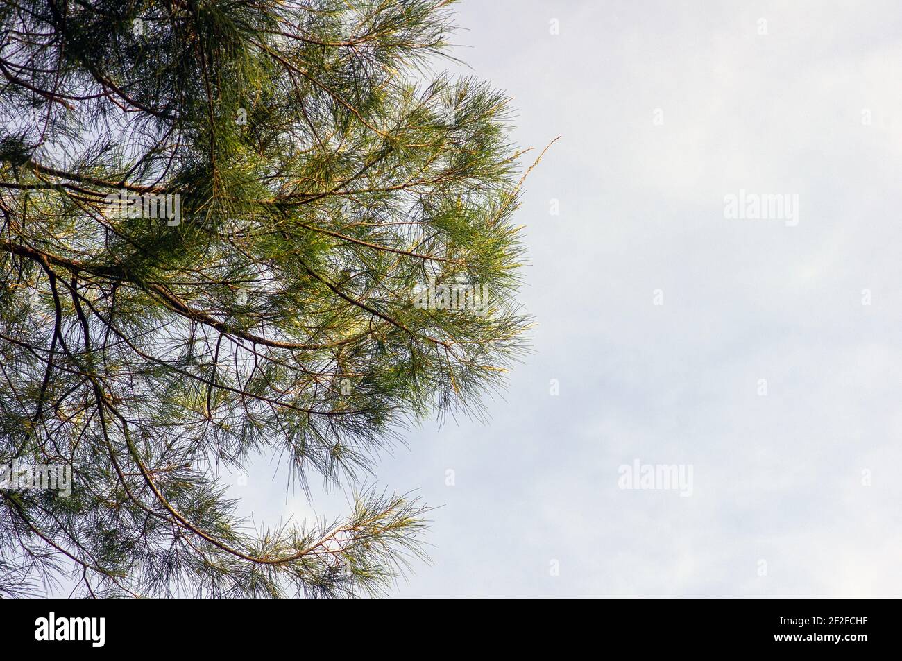 Cemara laut, Casuarina equisetifolia, leaves with white cloudy sky background Stock Photo