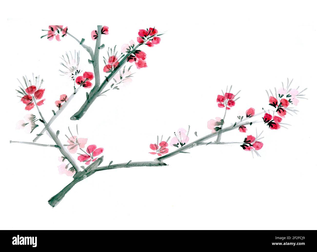 Traditional Chinese Painting. Cherry tree flowers on the branch of tree
