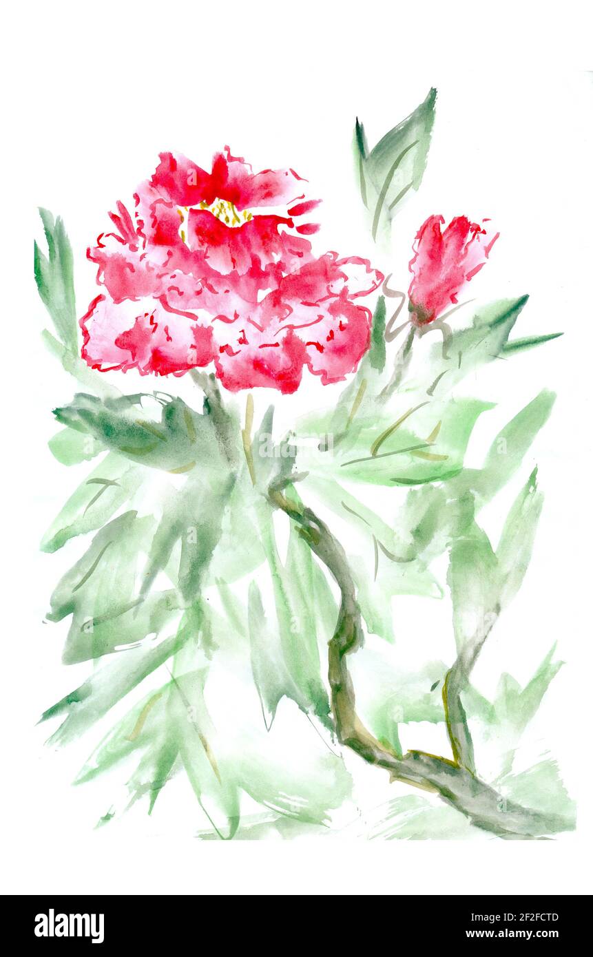 Flowers watercolor illustration. A tender bouquet on a white background ...