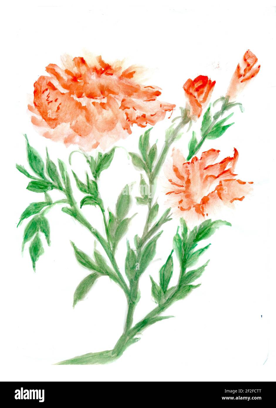 Flowers watercolor illustration. A tender bouquet on a white background ...