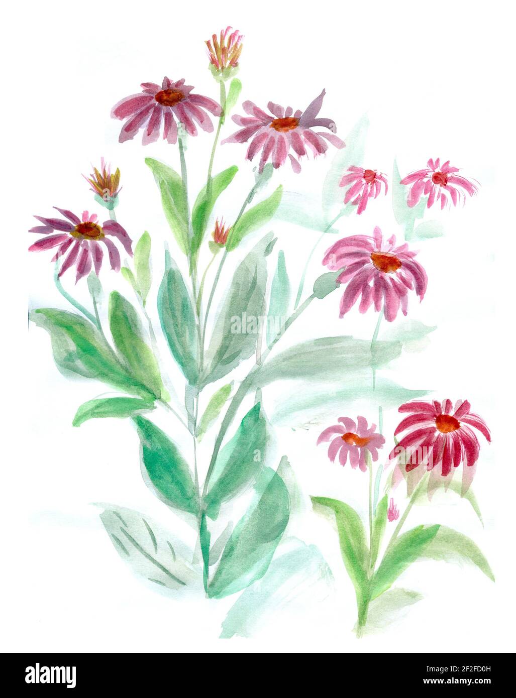 Flowers watercolor illustration. A tender bouquet on a white background ...