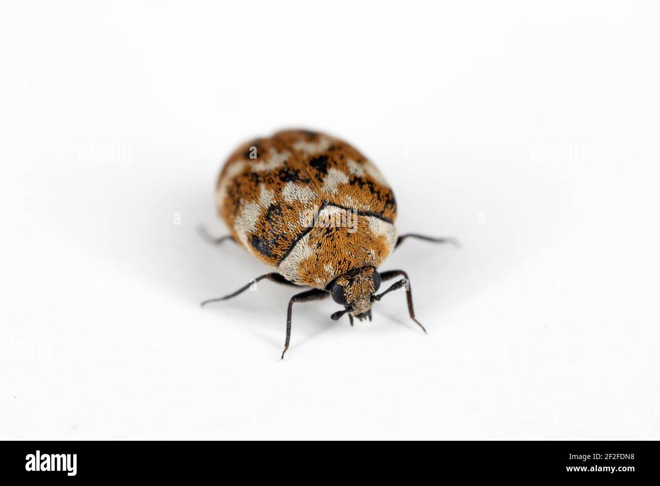 Varied carpet beetle Anthrenus verbasci home and storage pest. The larva of this beetle is a pest in skin products. Stock Photo