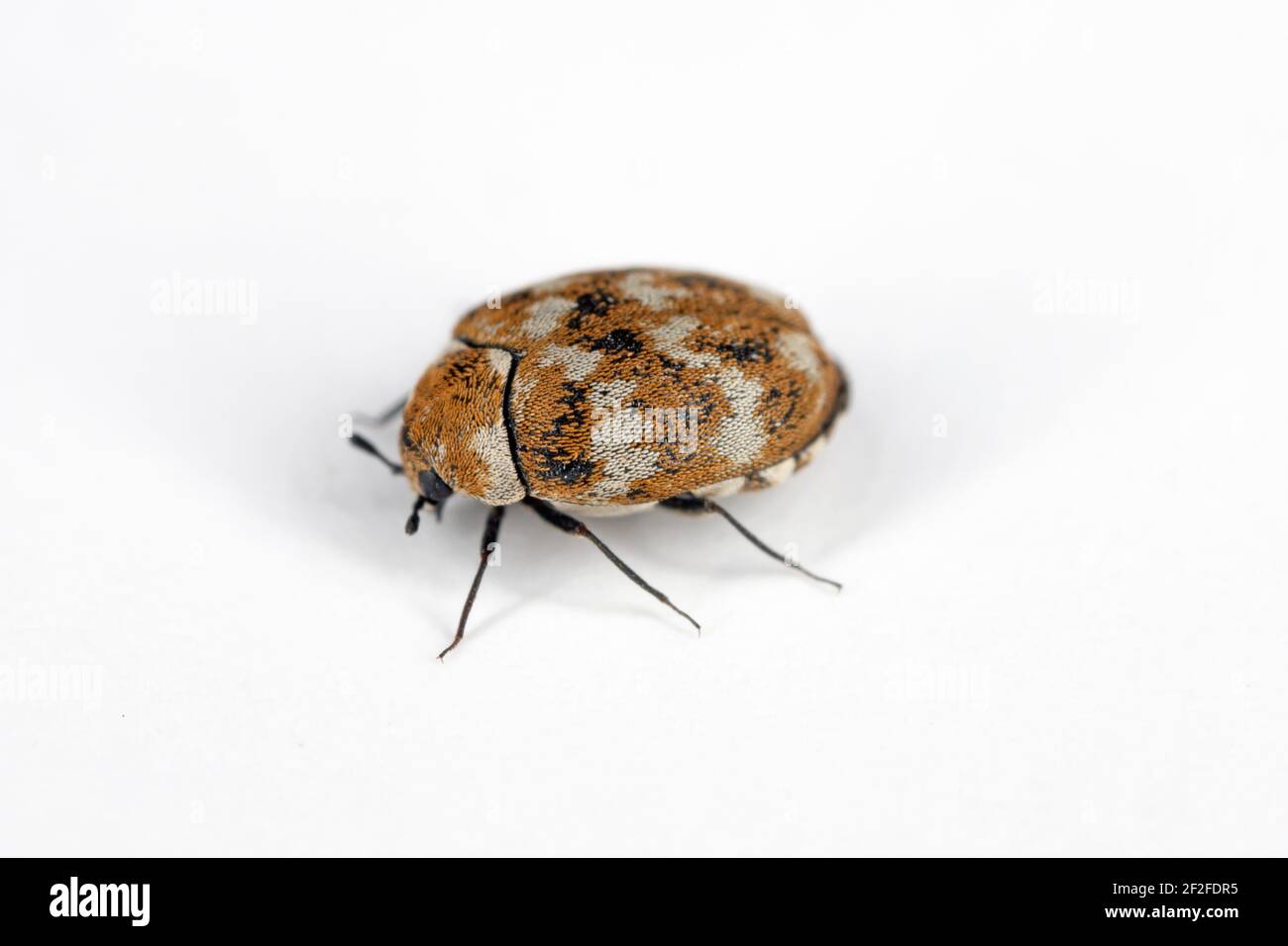 Varied carpet beetle Anthrenus verbasci home and storage pest. The larva of this beetle is a pest in skin products. Stock Photo