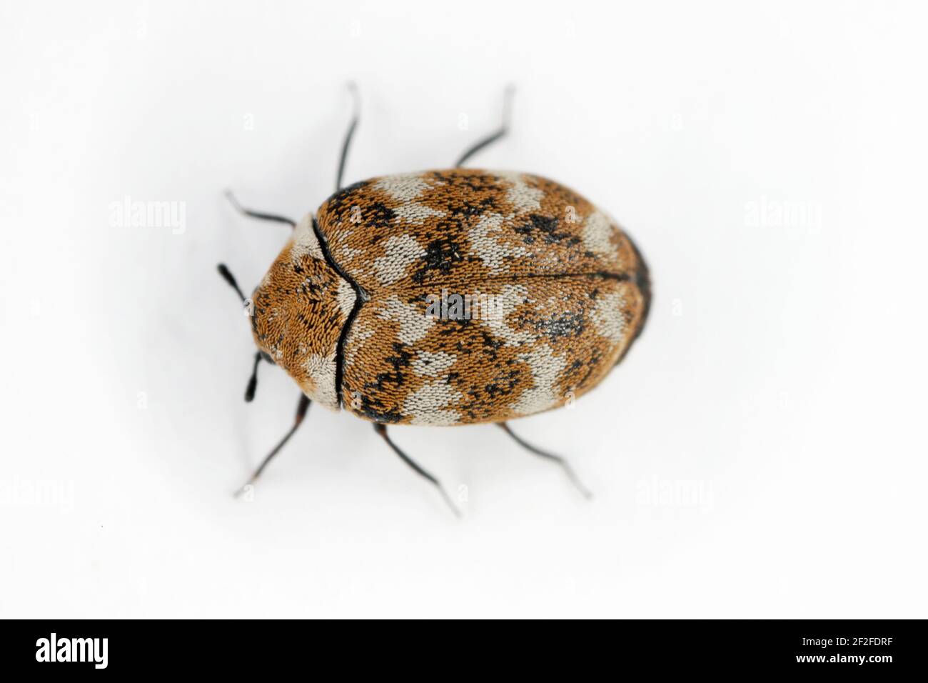 Varied carpet beetle Anthrenus verbasci home and storage pest. The larva of this beetle is a pest in skin products. Stock Photo