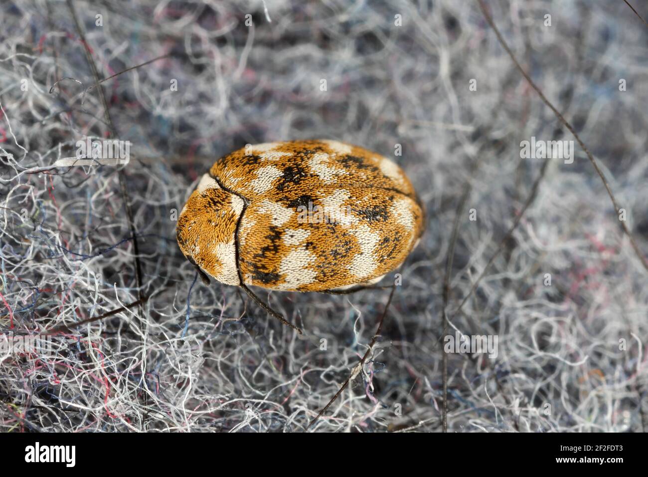 Varied carpet beetle Anthrenus verbasci home and storage pest. The larva of this beetle is a pest of clothes made of natural animal raw materials - le Stock Photo