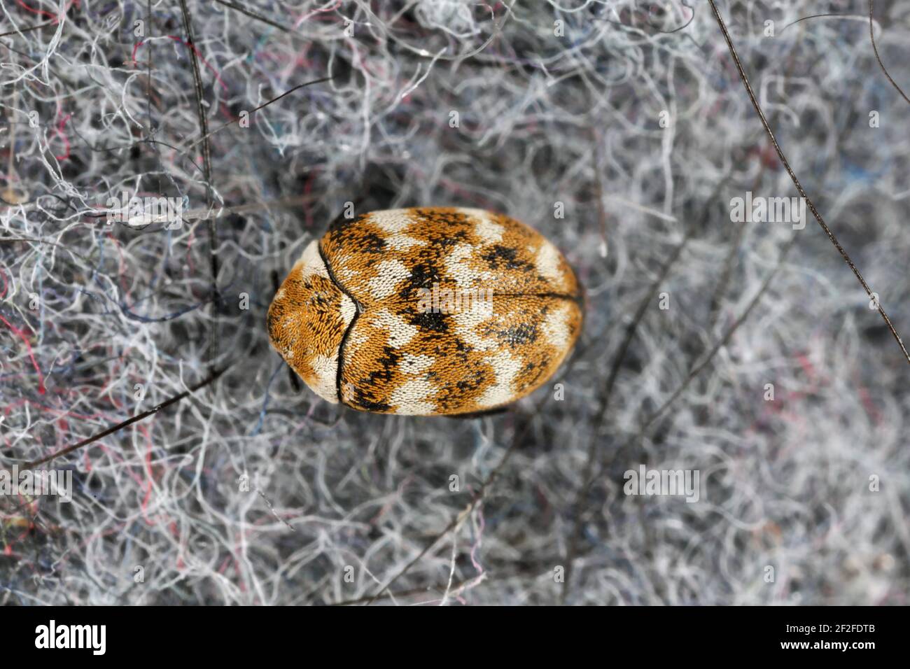 Varied carpet beetle Anthrenus verbasci home and storage pest. The