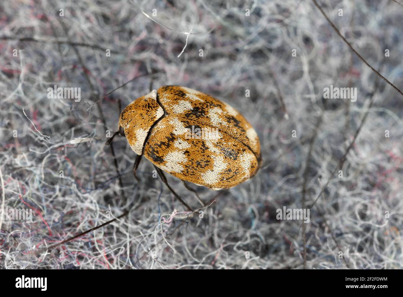 Varied carpet beetle Anthrenus verbasci home and storage pest. The larva of this beetle is a pest of clothes made of natural animal raw materials - le Stock Photo