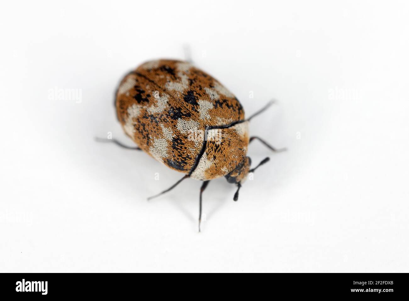 Varied carpet beetle Anthrenus verbasci home and storage pest. The larva of this beetle is a pest in skin products. Stock Photo