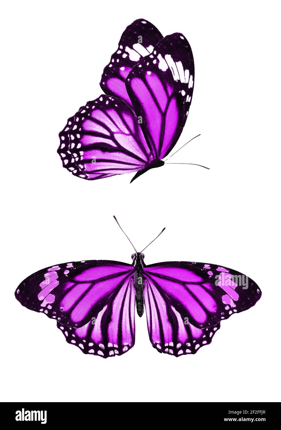 Bộ sưu tập bướm màu tím trên nền trắng sẽ khiến bạn ngất ngây. Hình ảnh sẽ mang đến những trải nghiệm tuyệt vời khi bạn được ngắm nhìn từng chi tiết về những chú bướm này và tìm hiểu thêm về sự phong phú và đa dạng của thế giới tự nhiên.