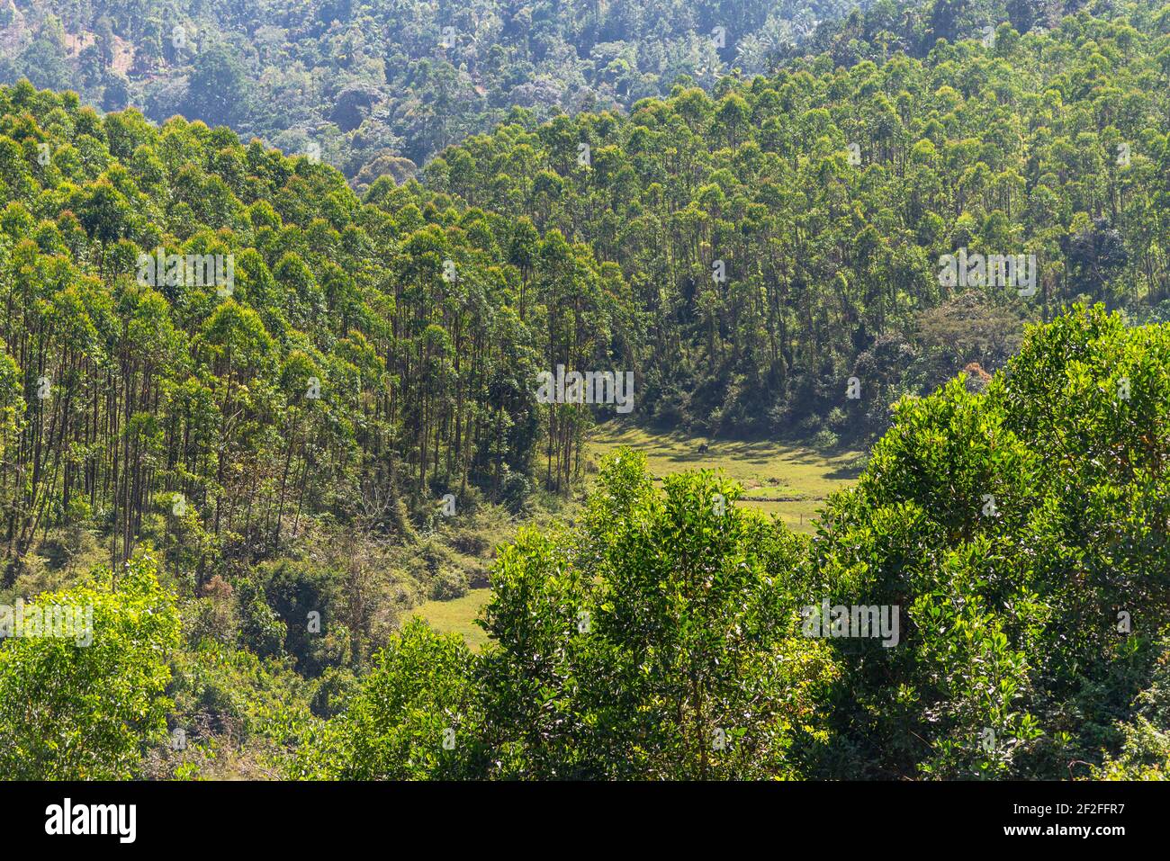 tropical exotic landscape, forest in Munnar, Kerala, India Stock Photo