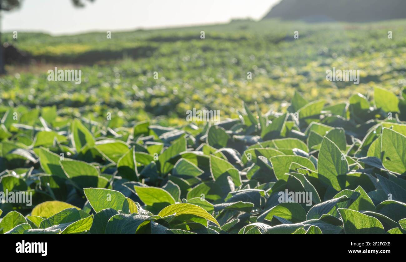Large soy plantation. Dawn light over soybean crop. Grain production