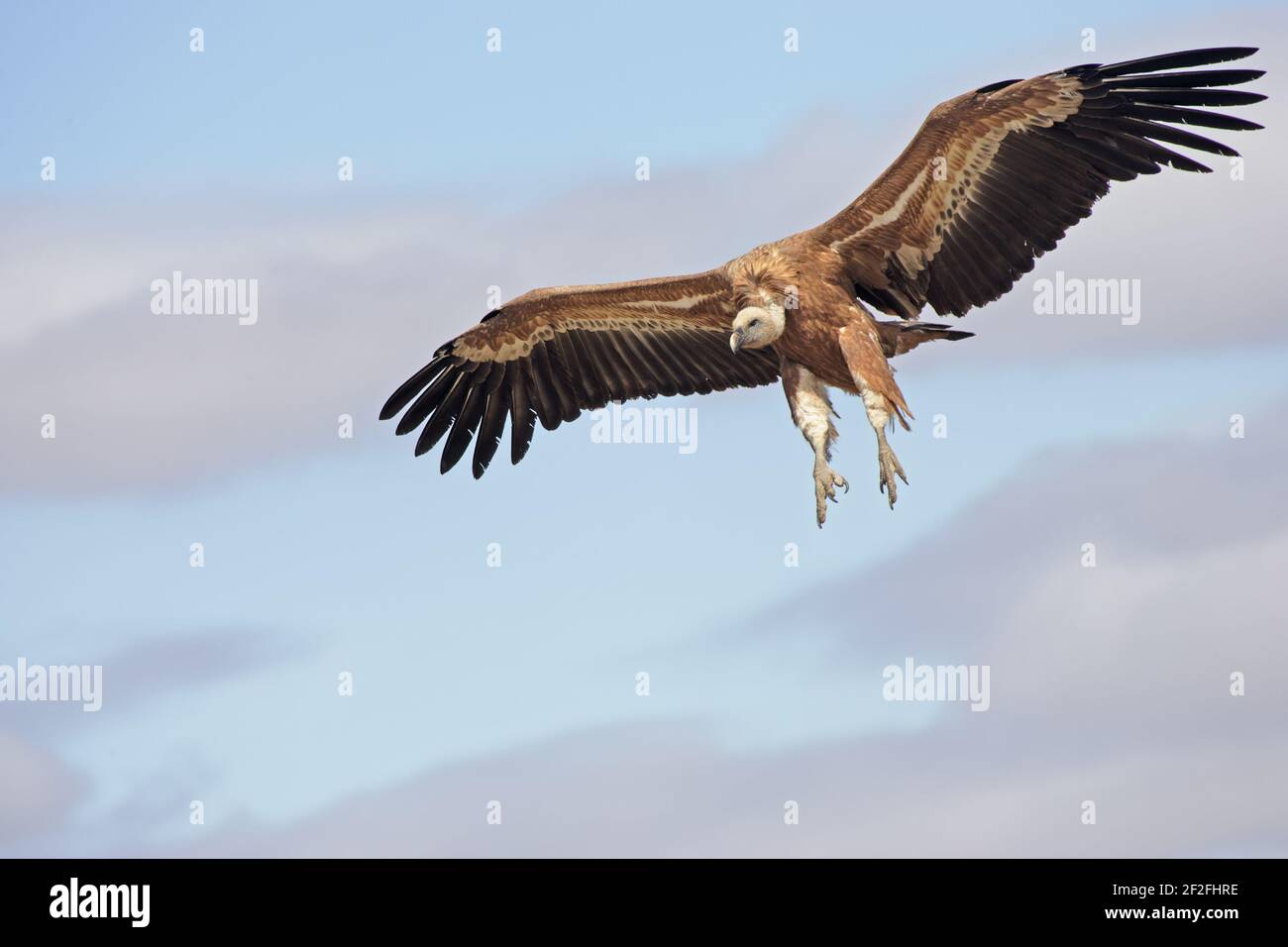 Griffon Vultures - Coming in to land at carcassGyps fulvus WWF Reserve - Refugio de Rapaces Segovia, Spain BI008961 Stock Photo