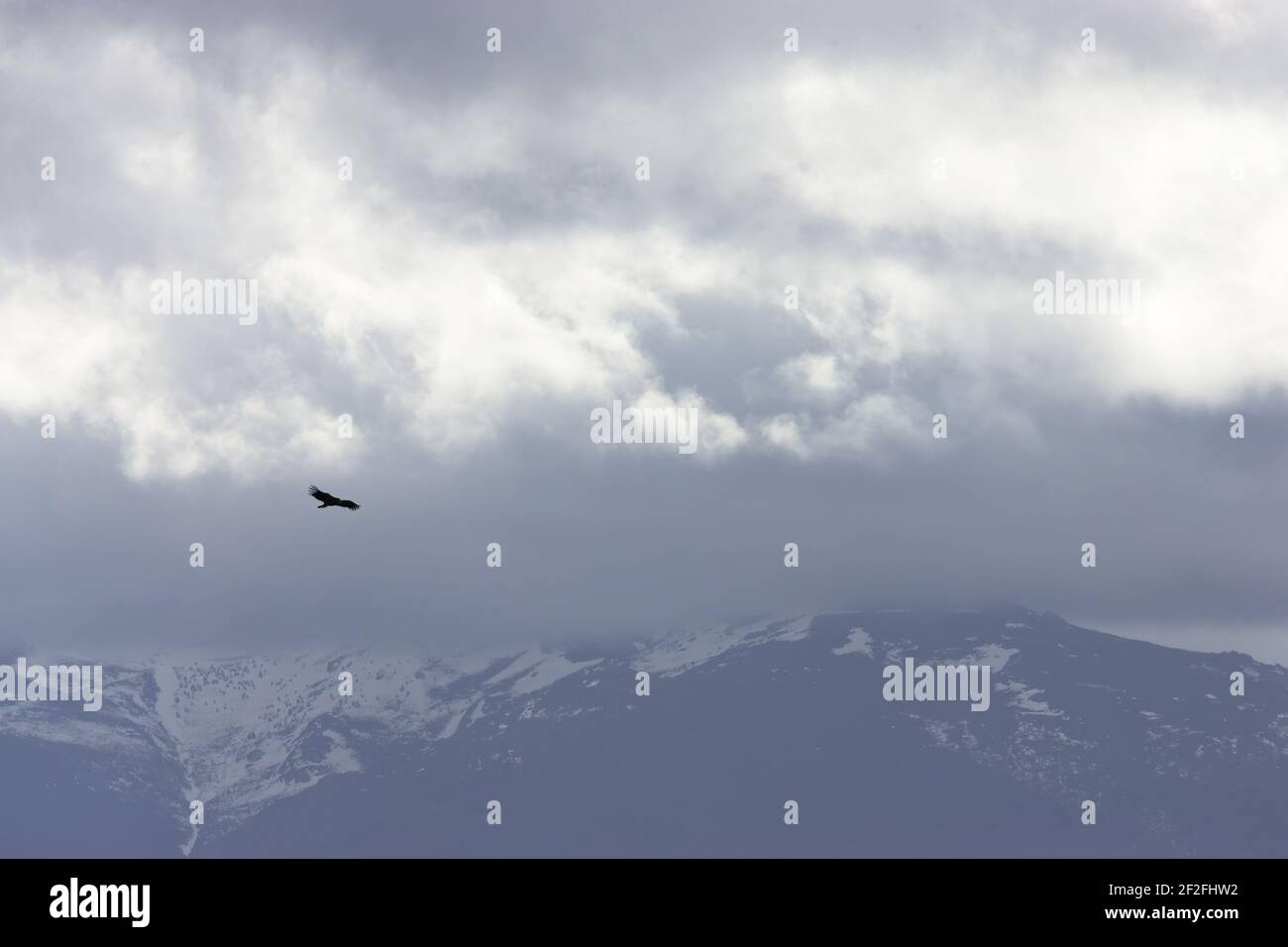 Griffon Vultures - Flying over snowy mountainsGyps fulvus Segovia, Spain BI009011 Stock Photo