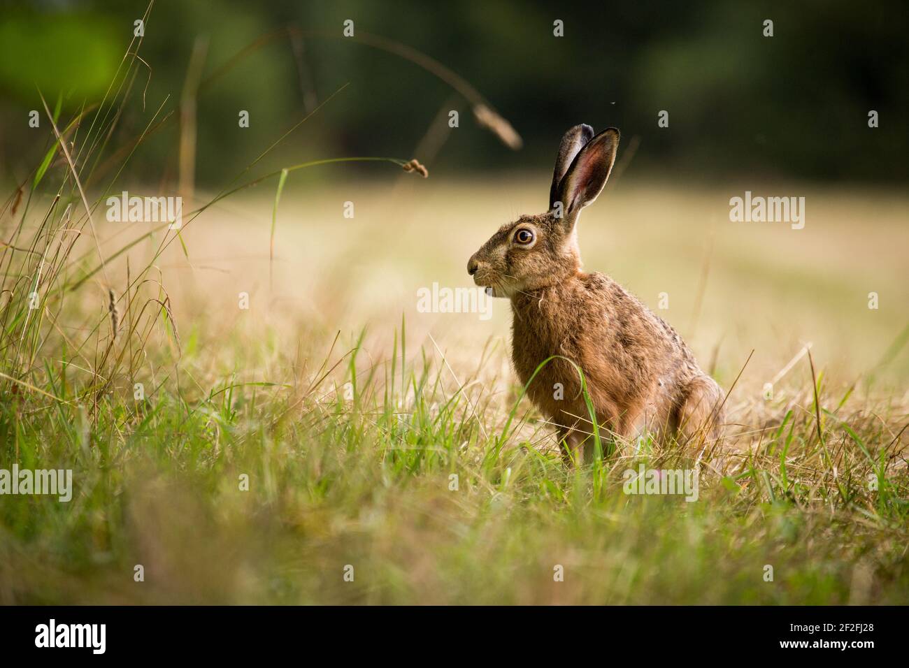 wild rabbit on the green grass with beautiful background Stock Photo