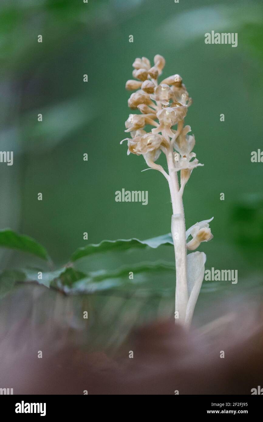 Avian orchid, native orchid, parasite, Neottia nidus-avis Stock Photo
