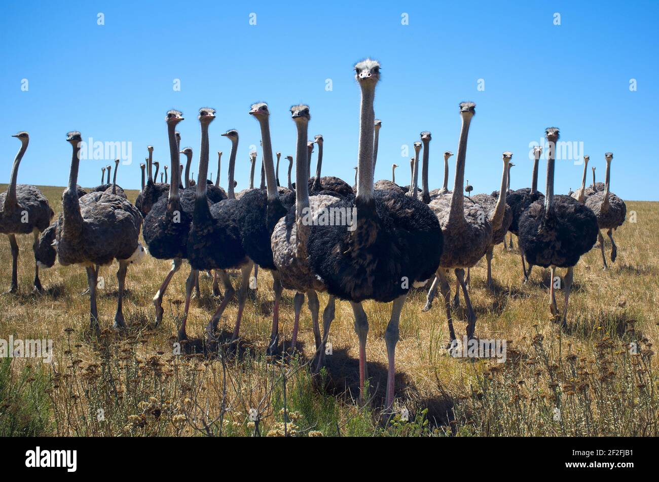 A pride of ostriches on pasture Stock Photo