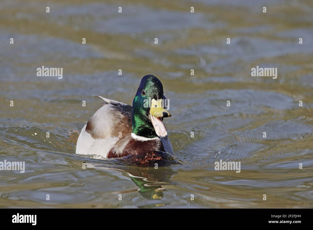 Mallard - Drake quacking Anas platyrhynchos Hertfordshire, UK BI009686 Stock Photo